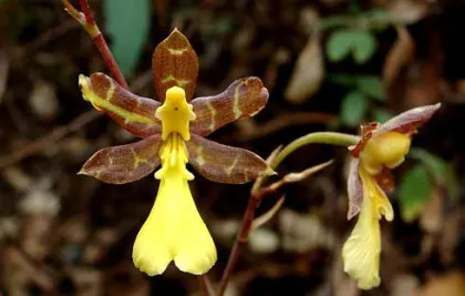Oncidium graminifolium
