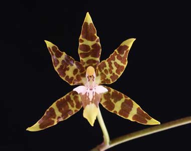 Oncidium hintonii