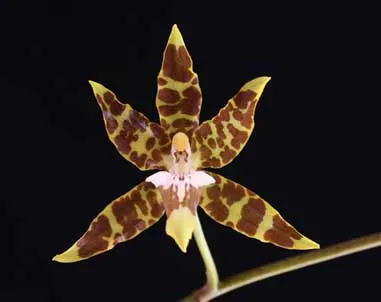 Oncidium hintonii