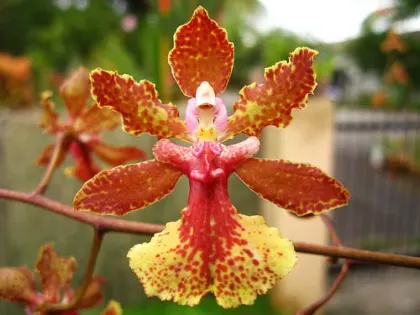 Oncidium Josephine 'fragrance'