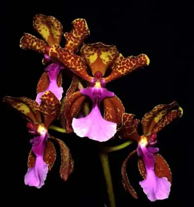 Oncidium lanceanum