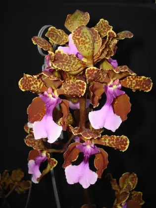 Oncidium lanceanum x kramerianum