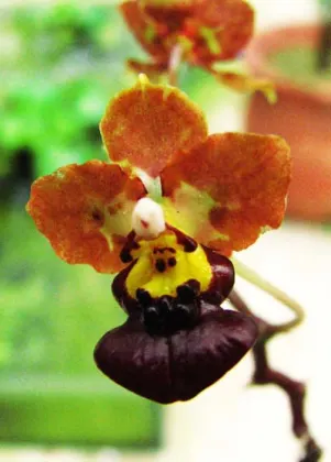 Oncidium lindenii