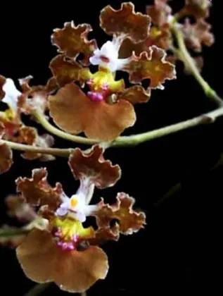 Oncidium luridum