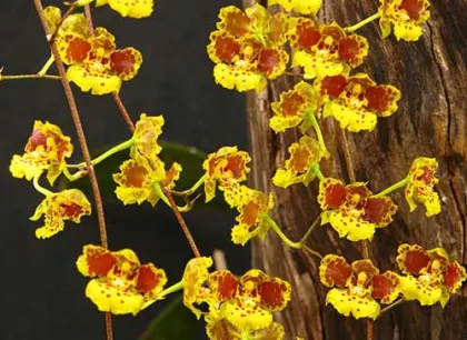 Oncidium sarcodes