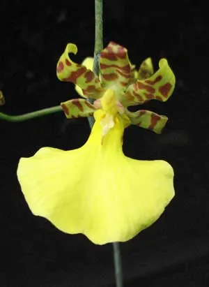 Oncidium splendidum