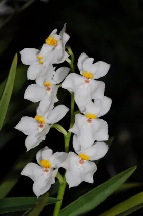 Osmoglossum pulchellum