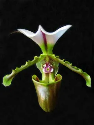 Paphiopedilum spicerianum