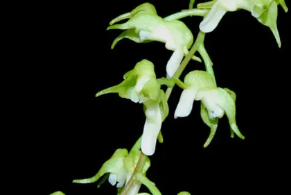 Paperitzia lemboldii