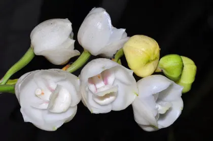 Peristeria elata