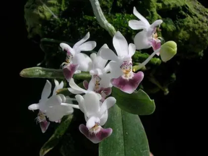 Phalaenopsis parishii