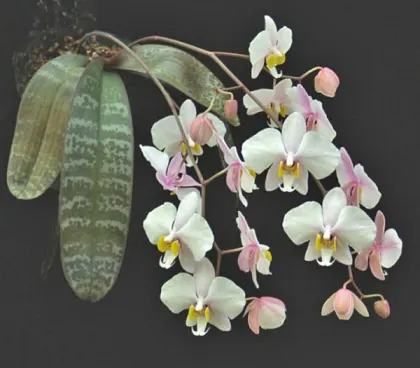 Phalaenopsis philippinensis