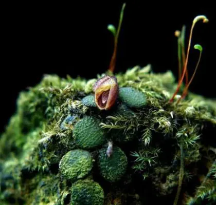 Phloeophila echinata