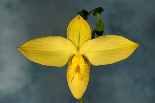 Phragmipedium besseae flava