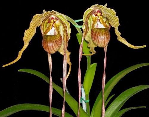 Phragmipedium caudatum var. giganteum