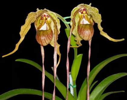Phragmipedium caudatum var. giganteum