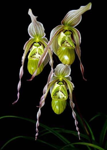 Phragmipedium pearcei