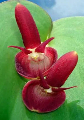 Pleurothallis calceolaris