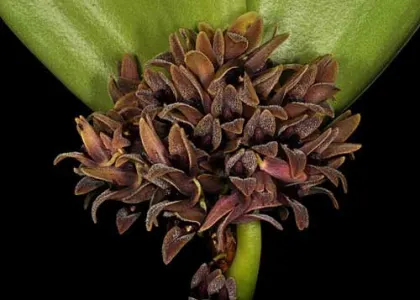 Pleurothallis cocornaensis
