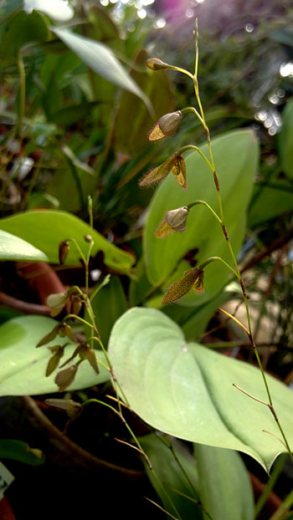 Pleurothallis flexuosa harry