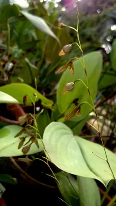 Pleurothallis flexuosa harry