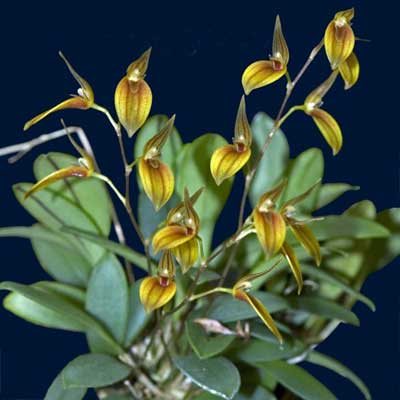 Pleurothallis grobyi
