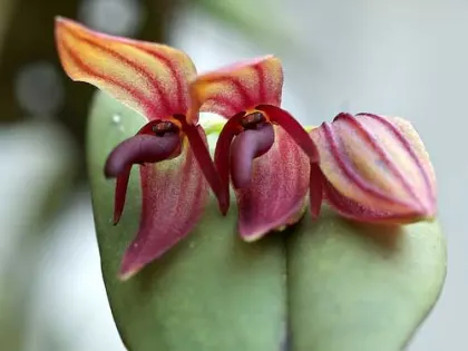 Pleurothallis linguifera