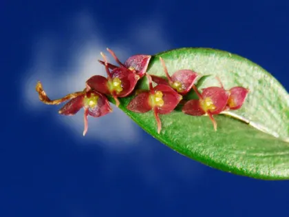 Pleurothallis ptychophora