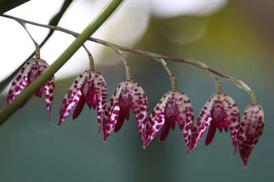 Pleurothallis restrepioides