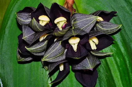 Pleurothallis teaguei