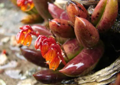 Pleurothallis teres