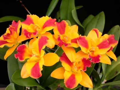Potinara Burana Beauty 'Burana' (Pot. Netrasiri Starbright x C. Netrasiris Beauty)