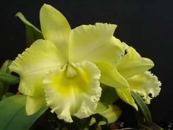 Potinara Hsinying Pachi Pachi 'C.H. #6' (Pot. Haw Yuan Gold x Blc. Haadyai Delight)