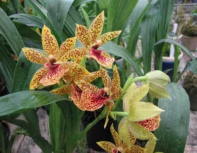 Propetalum Hark