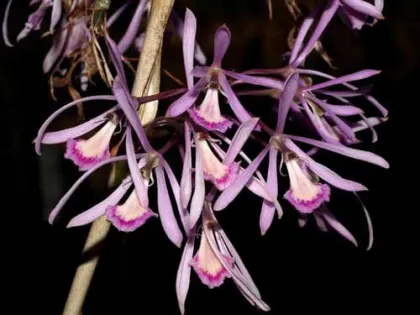 Pseudolaelia dutrae