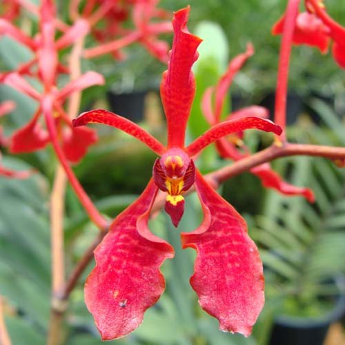 Renanthera Kalsum-stori