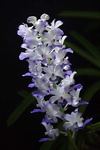 Rhynchostylis coelestis blue