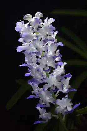 Rhynchostylis coelestis blue
