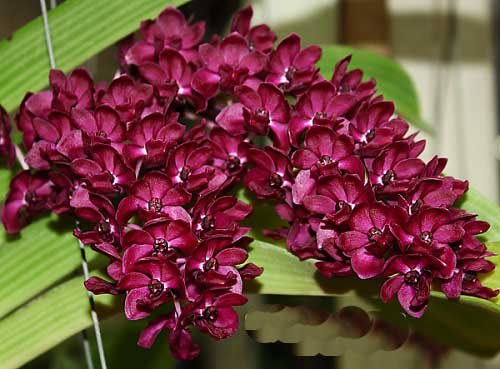Rhynchostylis gigantea red