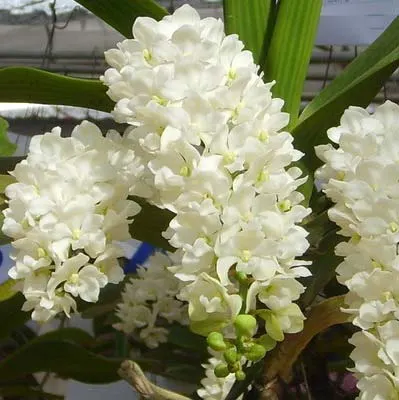 Rhynchostylis gigantea white