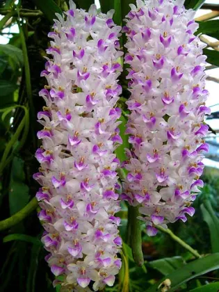 Rhynchostylis retusa spot