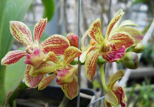 Rhynchovanda Chang Thai