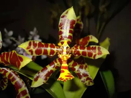 Rossioglossum insleayi