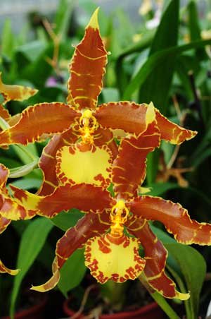 Rossioglossum splendens x grande