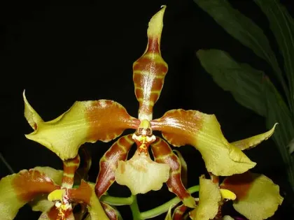 Rossioglossum williamsianum