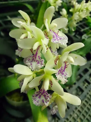 Sedirea japonica