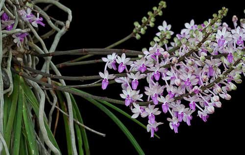 Seidenfadenia mitrata