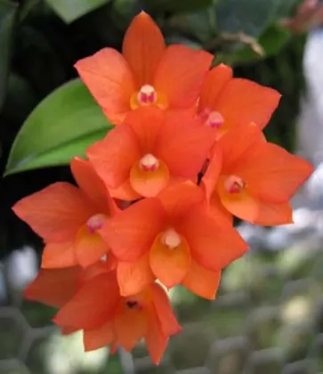 Sophronitis alagoenses