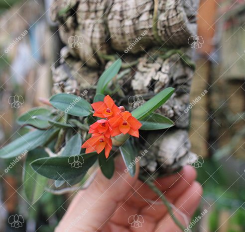 Sophronitis cernua