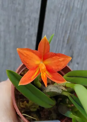Sophronitis coccinea 'Colibri' x self